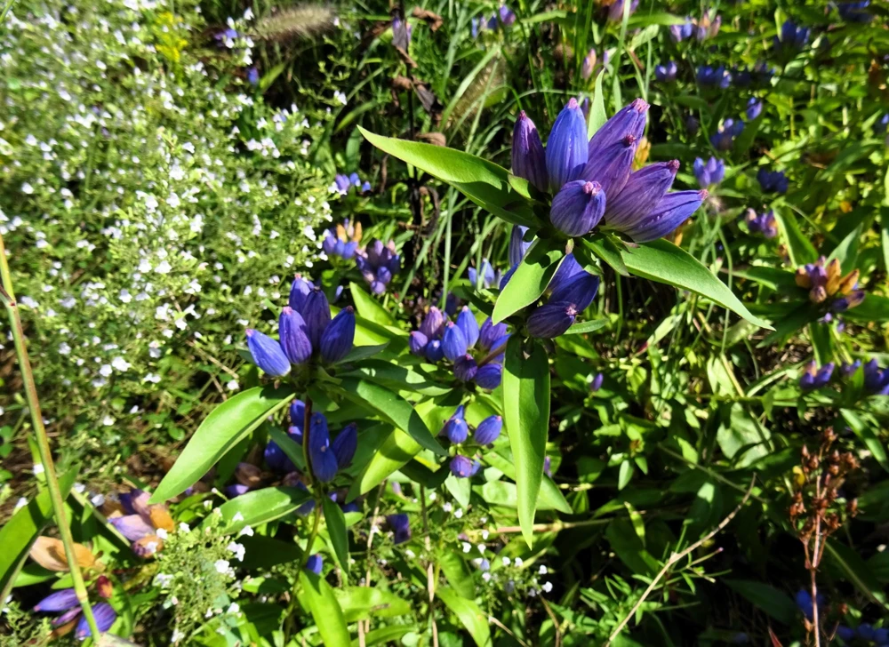 Bottle Gentian Flower Seeds - Gentiana Andrewsii - 200 Seeds - Bluish Purple - Image 10