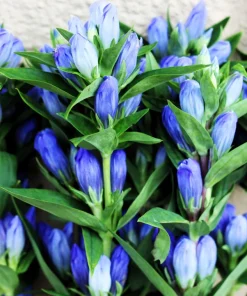 Bottle Gentian Flower Seeds - Gentiana Andrewsii - 200 Seeds - Bluish Purple - Image 11