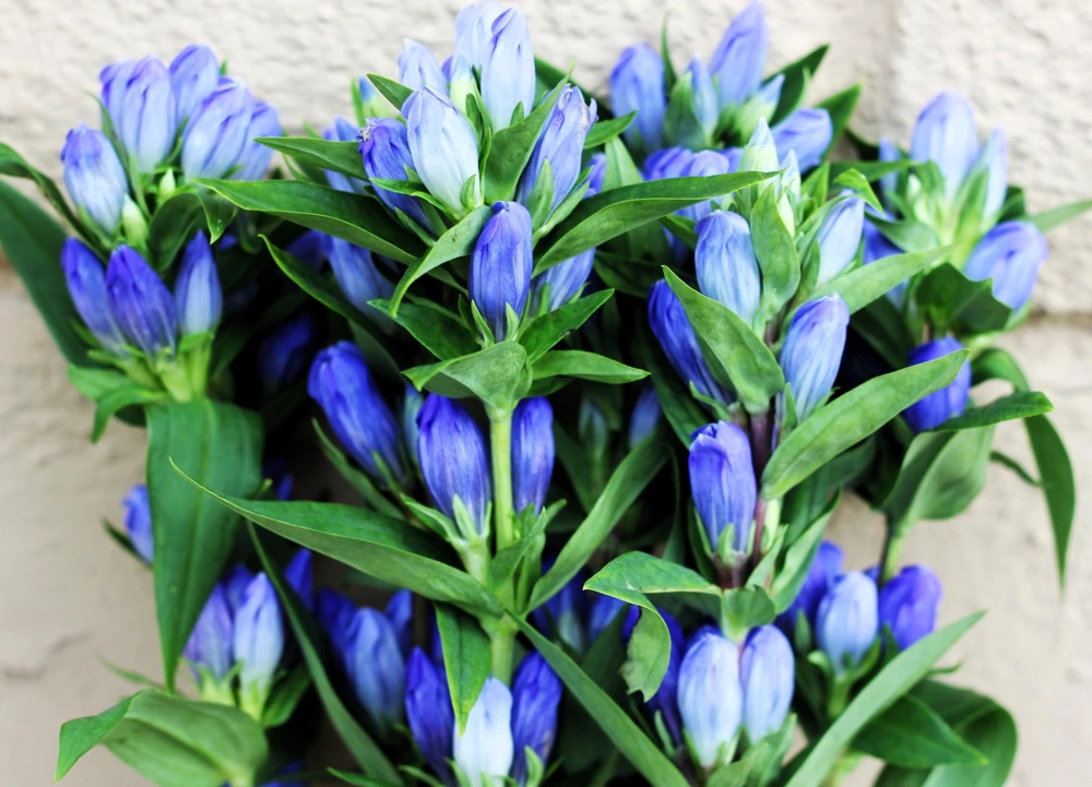 Bottle Gentian Flower Seeds - Gentiana Andrewsii - 200 Seeds - Bluish Purple - Image 11