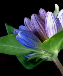 Bottle Gentian Flower Seeds - Gentiana Andrewsii - 200 Seeds - Bluish Purple - Image 2