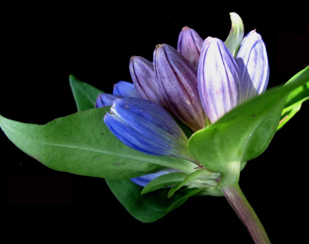 Bottle Gentian Flower Seeds - Gentiana Andrewsii - 200 Seeds - Bluish Purple - Image 2