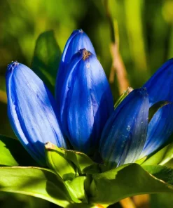 Bottle Gentian Flower Seeds - Gentiana Andrewsii - 200 Seeds - Bluish Purple - Image 3