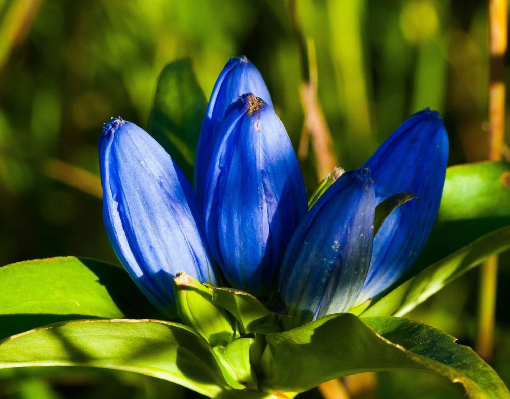 Bottle Gentian Flower Seeds - Gentiana Andrewsii - 200 Seeds - Bluish Purple - Image 3