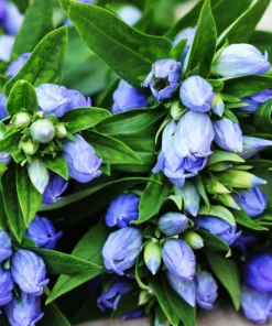 Bottle Gentian Flower Seeds - Gentiana Andrewsii - 200 Seeds - Bluish Purple - Image 4