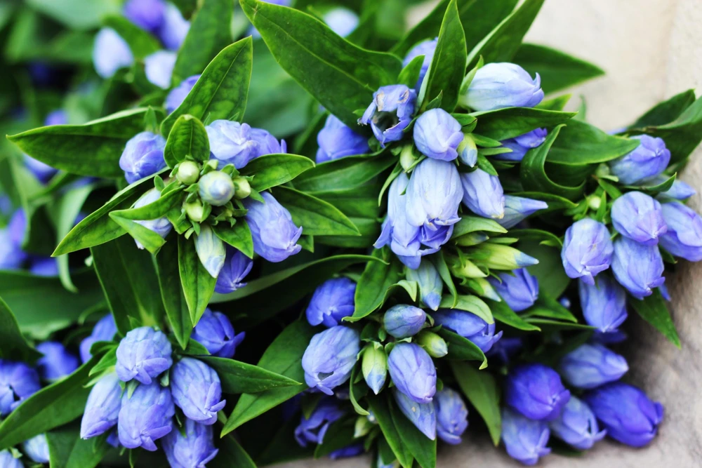 Bottle Gentian Flower Seeds - Gentiana Andrewsii - 200 Seeds - Bluish Purple - Image 4