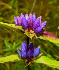 Bottle Gentian Flower Seeds - Gentiana Andrewsii - 200 Seeds - Bluish Purple - Image 5