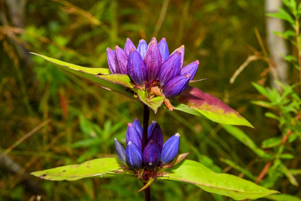 Bottle Gentian Flower Seeds - Gentiana Andrewsii - 200 Seeds - Bluish Purple - Image 5
