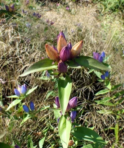 Bottle Gentian Flower Seeds - Gentiana Andrewsii - 200 Seeds - Bluish Purple - Image 6