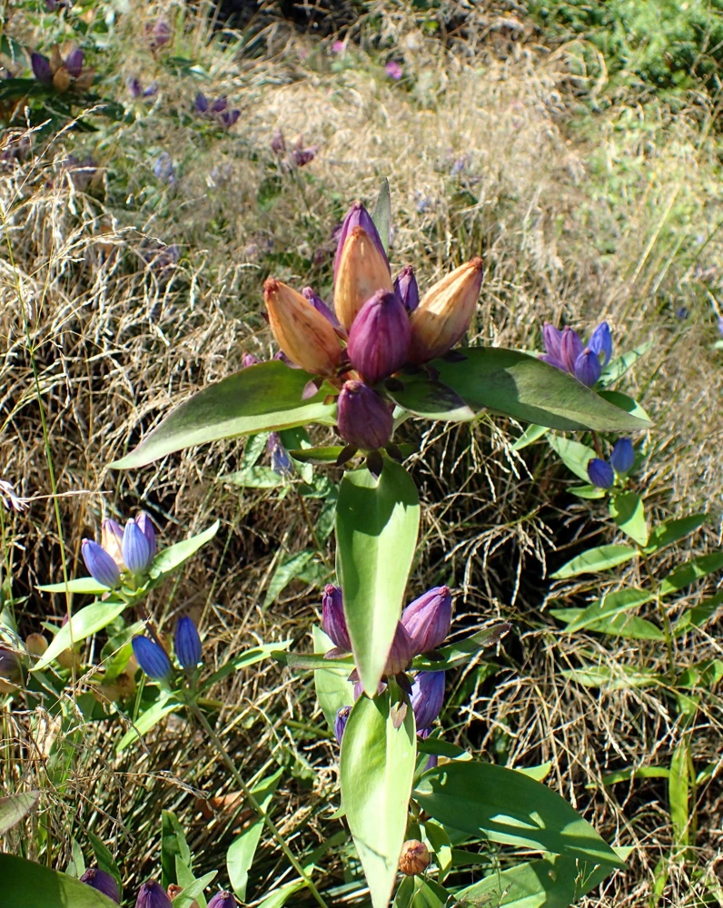Bottle Gentian Flower Seeds - Gentiana Andrewsii - 200 Seeds - Bluish Purple - Image 6