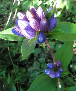 Bottle Gentian Flower Seeds - Gentiana Andrewsii - 200 Seeds - Bluish Purple - Image 7