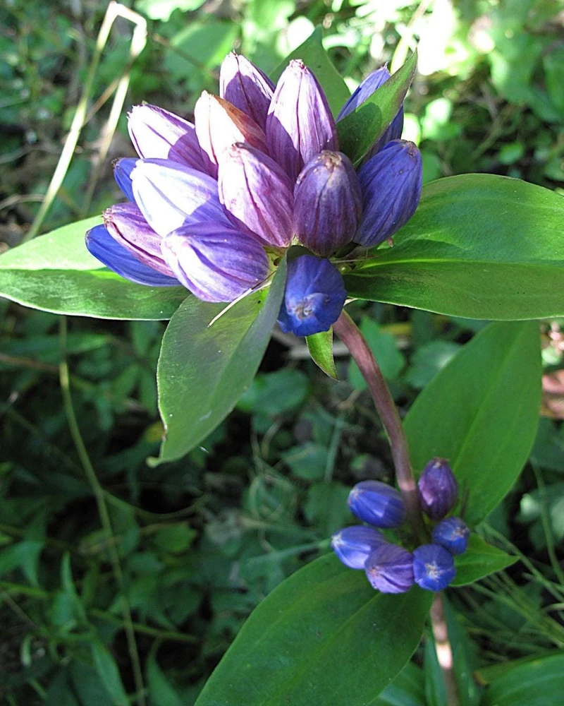 Bottle Gentian Flower Seeds - Gentiana Andrewsii - 200 Seeds - Bluish Purple - Image 7
