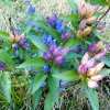 Bottle Gentian Flower Seeds - Gentiana Andrewsii - 200 Seeds - Bluish Purple - Image 1