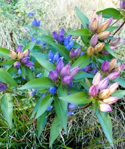 Bottle Gentian Flower Seeds - Gentiana Andrewsii - 200 Seeds - Bluish Purple - Image 1