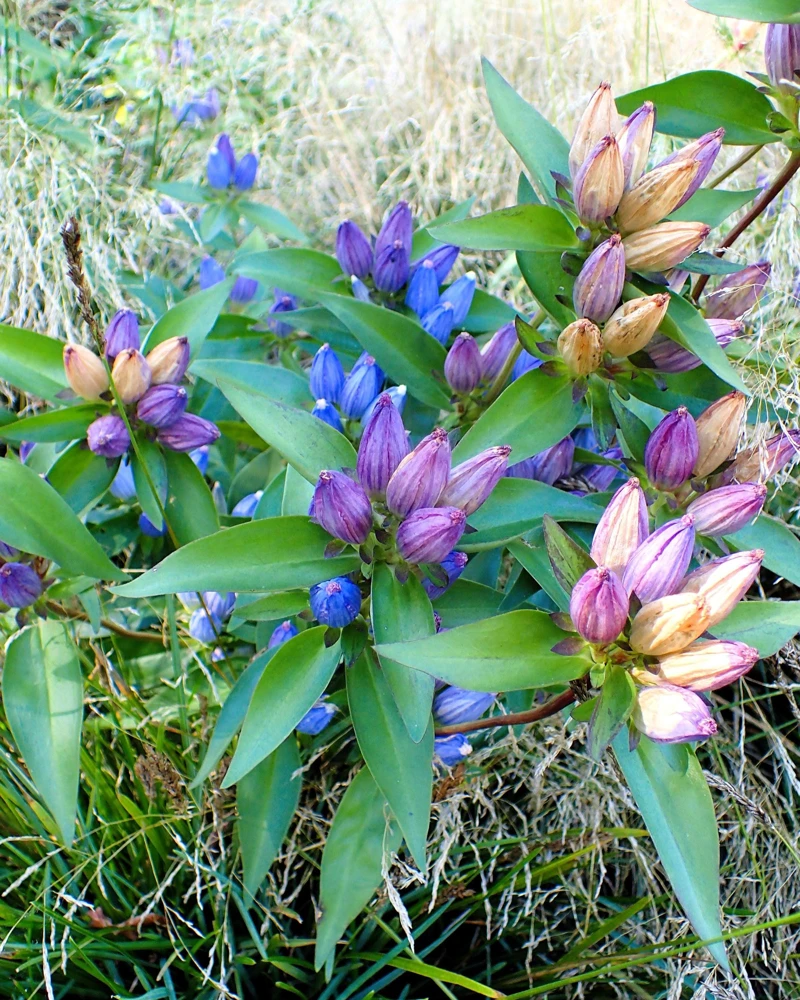 Bottle Gentian Flower Seeds - Gentiana Andrewsii - 200 Seeds - Bluish Purple - Image 1