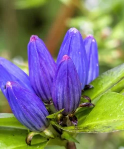 Bottle Gentian Flower Seeds - Gentiana Andrewsii - 200 Seeds - Bluish Purple - Image 8