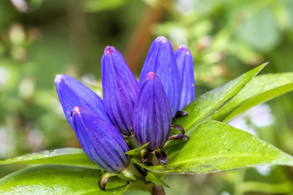 Bottle Gentian Flower Seeds - Gentiana Andrewsii - 200 Seeds - Bluish Purple - Image 8
