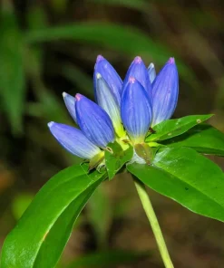 Bottle Gentian Flower Seeds - Gentiana Andrewsii - 200 Seeds - Bluish Purple - Image 9