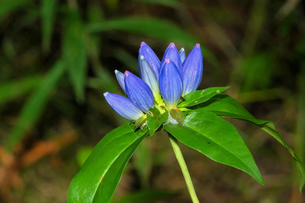 Bottle Gentian Flower Seeds - Gentiana Andrewsii - 200 Seeds - Bluish Purple - Image 9