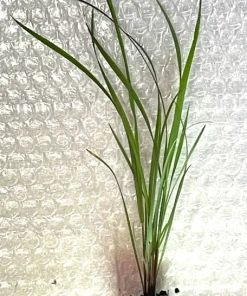 Bottlebrush Grass Live Plant - Starter Plugs (5-Pack) - Native Grasses - Image 3