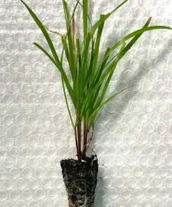 Bottlebrush Grass Live Plant Starter Plugs - 5-Pack Native Grasses - Image 3