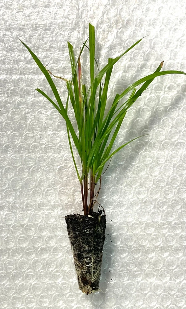 Bottlebrush Grass Live Plant Starter Plugs - 5-Pack Native Grasses - Image 3