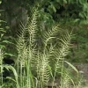 Bottlebrush Grass Live Plant - Starter Plugs (5-Pack) - Native Grasses - Image 1