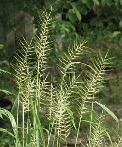 Bottlebrush Grass Live Plant - Starter Plugs (5-Pack) - Native Grasses - Image 1