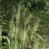 Bottlebrush Grass Live Plant Starter Plugs - 5-Pack Native Grasses - Image 1