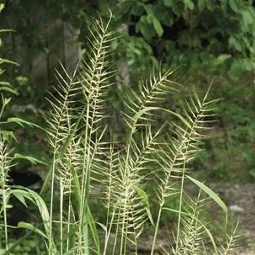 Bottlebrush Grass Live Plant Starter Plugs - 5-Pack Native Grasses - Image 1
