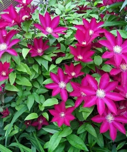 Bourbon Clematis Vine Live Plant - Vibrant Red-Magenta Flowers - 2.5" Pot - Image 2