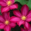 Bourbon Clematis Vine Live Plant - Vibrant Red-Magenta Flowers - 2.5" Pot - Image 1