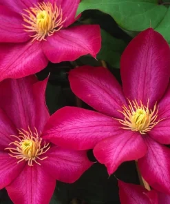 Bourbon Clematis Vine Live Plant - Vibrant Red-Magenta Flowers - 2.5