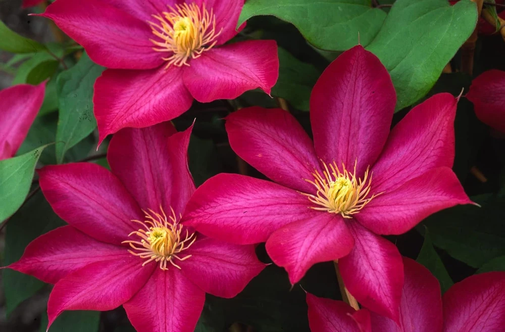 Bourbon Clematis Vine Live Plant - Vibrant Red-Magenta Flowers - 2.5" Pot - Image 1