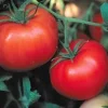 Box Car Willie Tomato Seeds - Prolific Red Tomatoes, 65 Seed Pack - Image 1