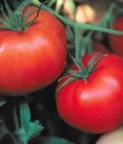 Box Car Willie Tomato Seeds - Prolific Red Tomatoes, 65 Seed Pack - Image 1