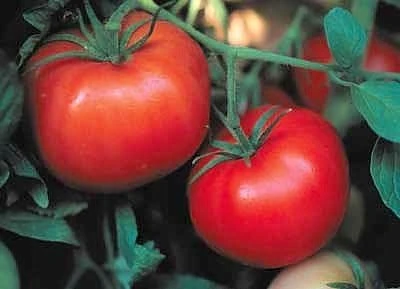 Box Car Willie Tomato Seeds - Prolific Red Tomatoes, 65 Seed Pack - Image 1