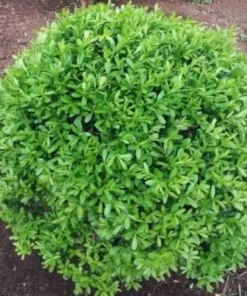 Boxwood Live Plant – Evergreen Shrub – 4-inch Pot – Outdoor - Image 2