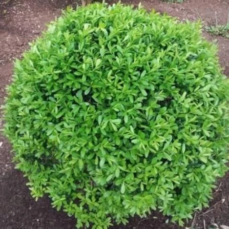 Boxwood Live Plant – Evergreen Shrub – 4-inch Pot – Outdoor - Image 2