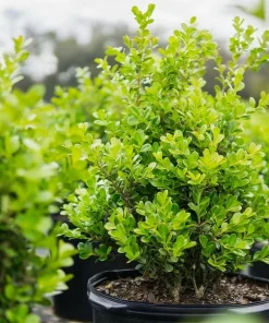 Boxwood Live Plant – Evergreen Shrub – 4-inch Pot – Outdoor - Image 3