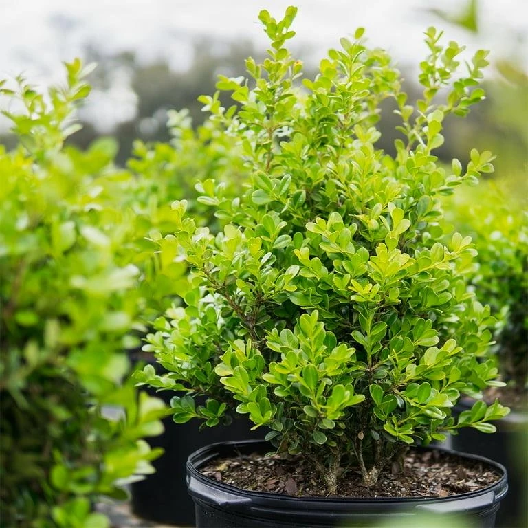 Boxwood Live Plant – Evergreen Shrub – 4-inch Pot – Outdoor - Image 3