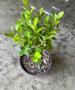 Boxwood Live Plant – Evergreen Shrub – 4-inch Pot – Outdoor - Image 4