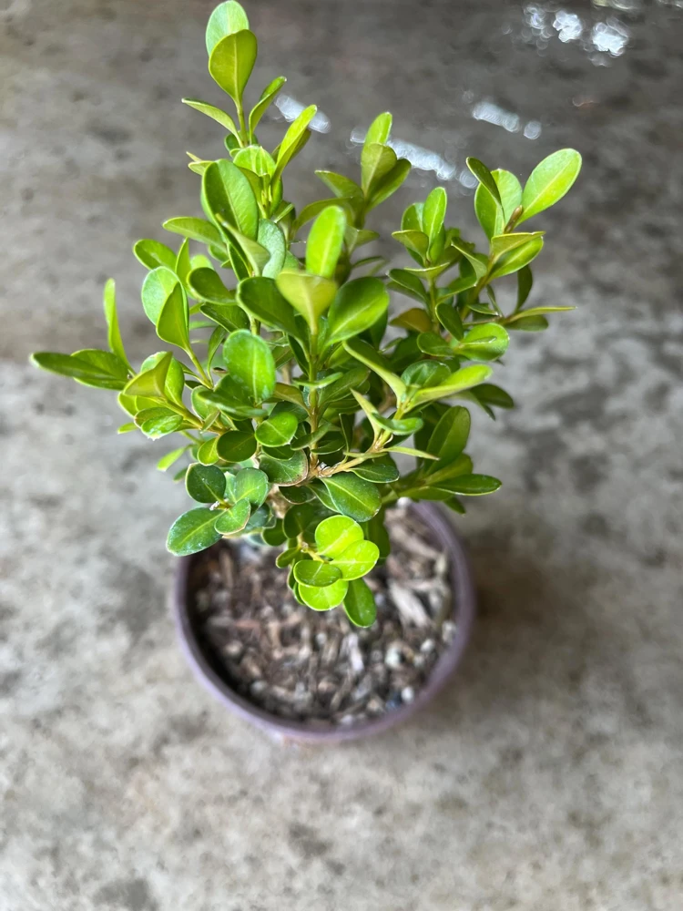 Boxwood Live Plant – Evergreen Shrub – 4-inch Pot – Outdoor - Image 4