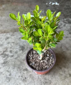 Boxwood Live Plant – Evergreen Shrub – 4-inch Pot – Outdoor - Image 5