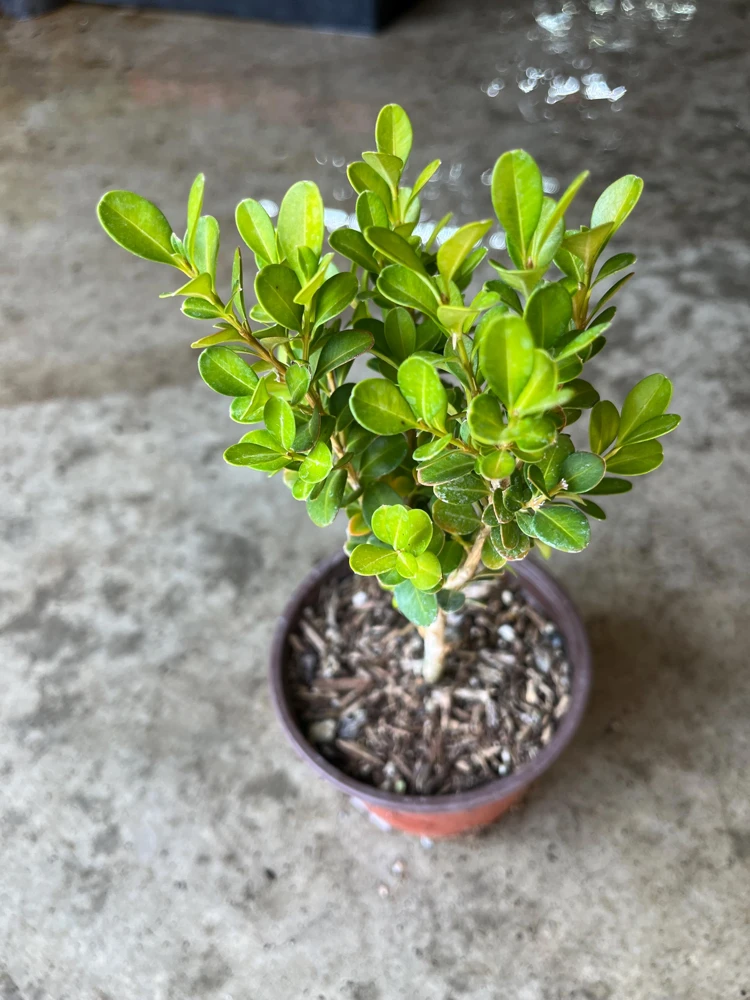 Boxwood Live Plant – Evergreen Shrub – 4-inch Pot – Outdoor - Image 5