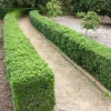 Boxwood Live Plant – Evergreen Shrub – 4-inch Pot – Outdoor - Image 1