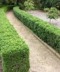 Boxwood Live Plant – Evergreen Shrub – 4-inch Pot – Outdoor - Image 1