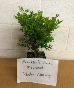 Boxwood Shrub Live Plant - Franklin's Gem, Evergreen, 6-12 inch, Quart Pot - Image 3