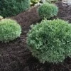 Boxwood Shrub Live Plant - Franklin's Gem, Evergreen, 6-12 inch, Quart Pot - Image 1