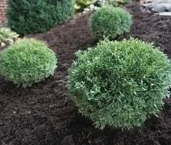 Boxwood Shrub Live Plant - Franklin's Gem, Evergreen, 6-12 inch, Quart Pot - Image 1