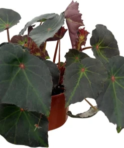 Boyfriend Begonia Live Plant - 4" Pot - Compact Indoor Houseplant - Image 2